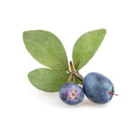 Blueberries Leaves ( Dried ) - 100 grams