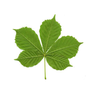 Chestnut leaves ( Dried )  - 100 grams