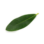 Rhododendron Leaves ( Dried ) - 100 grams