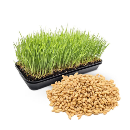 Wheat Grass ( Dried ) - 250 grams